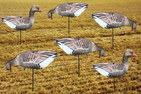 GREYLAG Geese Photo REAL Spreaders Goose Decoys To Full Body GREYS Decoying
