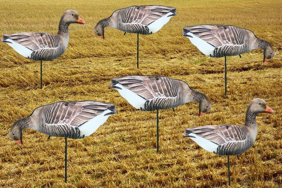 GREYLAG Geese Photo REAL Spreaders Goose Decoys To Full Body GREYS Decoying