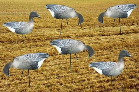 PINK FOOTED Geese Photo REAL Spreaders Goose Decoys To Full Body PINKS Decoying