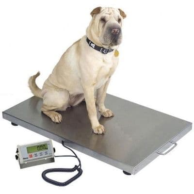 large walk on dog  vet scales