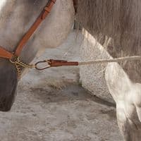 FLASH SALE Marjoman Presentation Halter with long lead