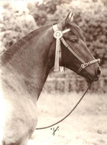 HOW TO CORRECTLY POSITION AND FIT THE SERRETA