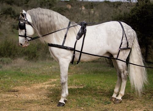 Leather driving harness with breastplate - Kiel