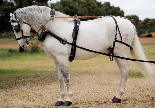 Leather single driving harness collar type - Siegen