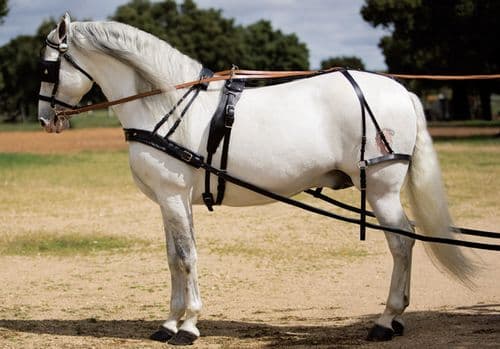 Leather single driving harness with breastplate - Rostock