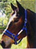 Monty Roberts Dually halter