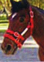 Monty Roberts Dually halter