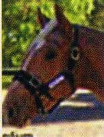 Monty Roberts Dually halter