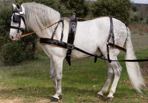 Pairs competiton driving harness with breastplate - type Marathon