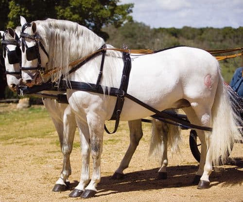Pairs driving harness with breastplate - type Bremen