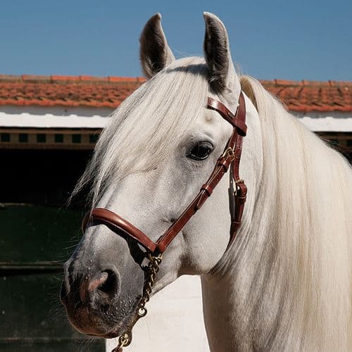 Presentation show halter with leather browband, chain and leather lead rope