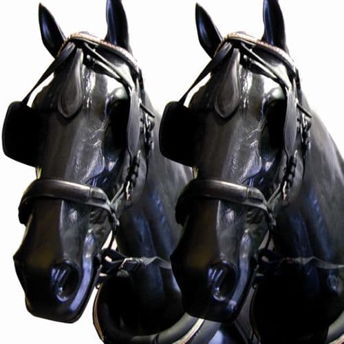 PVC/Nylon collar pairs harness set