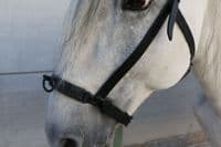 Single ring de-luxe leather serreta with smooth metal under leather noseband