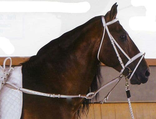 Vaulting training bridle (matches white vaulting roller set)