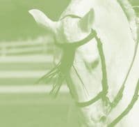 Zaldi Trades single bridle