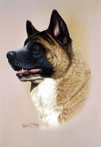 Akita Head Study Print RMDH3