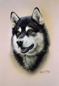 Alaskan Malamute Head Study Print RMDH4