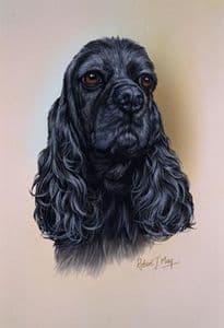 American Cocker Spaniel Head Study Print RMDH50