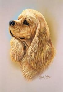 American Cocker Spaniel Head Study Print RMDH51