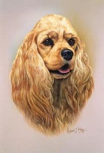 American Cocker Spaniel Head Study Print RMDH52