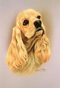 American Cocker Spaniel Head Study Print RMDH53
