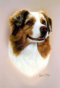 Australian Shepherd Head Study Print RMDH7