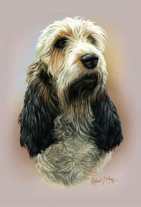 Basset Griffon Vendeen Head Study Print RJMDH169