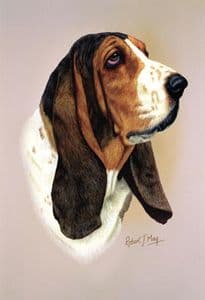 Basset Hound Head Study Print RMDH10