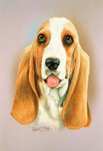 Basset Hound Head Study Print RMDH11