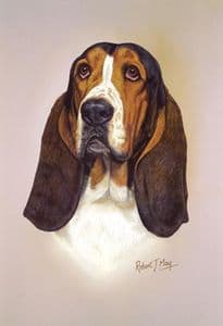 Basset Hound Head Study Print RMDH9