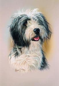 Bearded Collie Head Study Print RMDH15