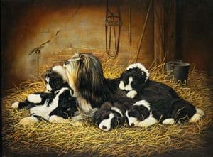 Bearded Collie & Pups Limited Edition Print RMLE1