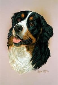 Bernese Mountain Dog Head Study Print RMDH153