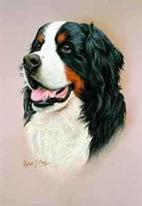 Bernese Mountain Dog Head Study Print RMDH17
