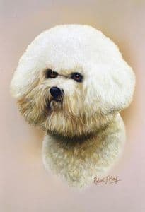 Bichon Frise Head Study Print RMDH18