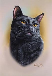 Black Shorthair Cat Print