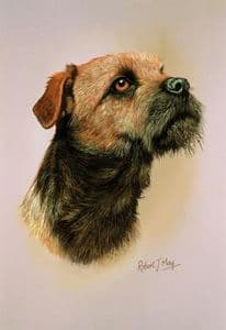 Border Terrier Head Study Print RMDH23