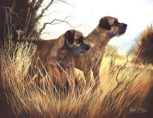 Border Terrier Open Edition Print RMGD9