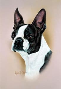 Boston Terrier Head Study Print RMDH25
