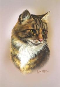 Brown Tabby Shorthair Cat Print