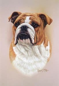Bulldog Head Study Print RMDH31