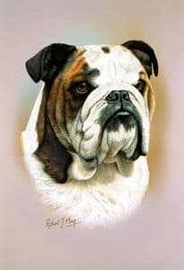 Bulldog Head Study Print RMDH32