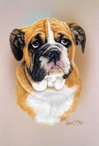 Bulldog Pup Print RMDH33