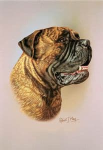 Bullmastiff Head Study Print RMDH166