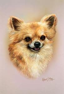 Chihuahua Head Study Print RMDH162