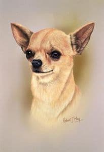 Chihuahua Head Study Print RMDH40