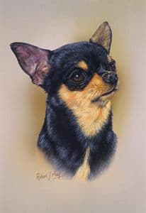 Chihuahua Head Study Print RMDH41