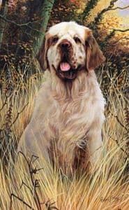 Clumber Spaniel Limited Edition Print RMLE22