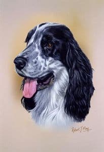 Cocker Spaniel Head Study Print RMDH163