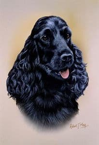 Cocker Spaniel Head Study Print RMDH164